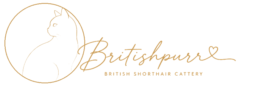 Britishpurrr British Shorthair Cattery