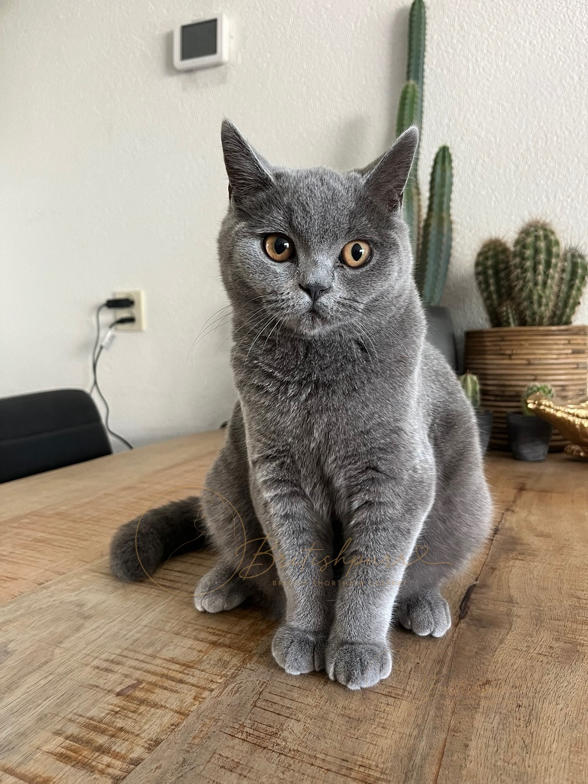 Xena